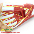 MUSCLE12(12036) Human Foot Plantar Muscle Anatomy Model in 3-Parts 12036